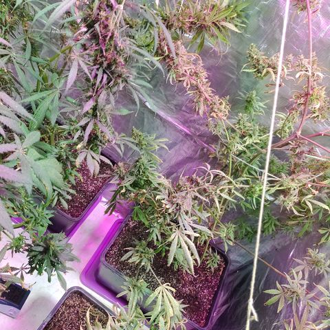 Genética desconocida growlog timeline photo