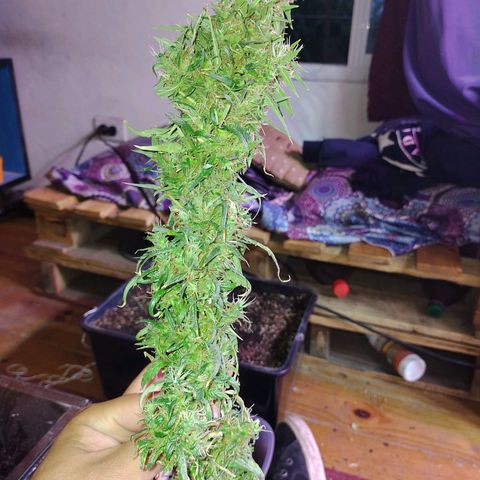 Genética desconocida growlog timeline photo