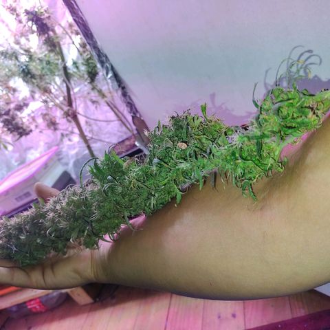 Genética desconocida growlog timeline photo