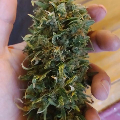 Genética desconocida growlog timeline photo