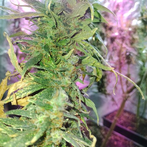 Genética desconocida growlog timeline photo