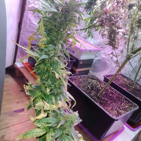 Genética desconocida growlog timeline photo