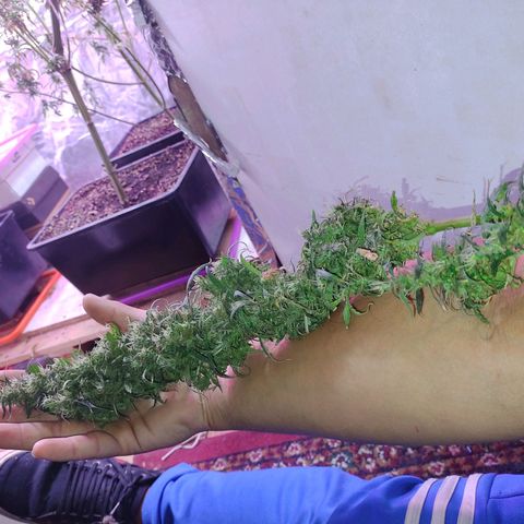 Genética desconocida growlog timeline photo