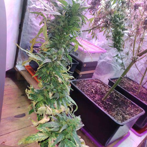 Genética desconocida growlog timeline photo