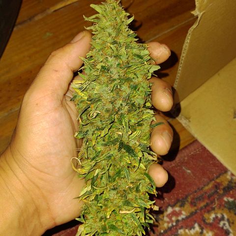 Genética desconocida growlog timeline photo