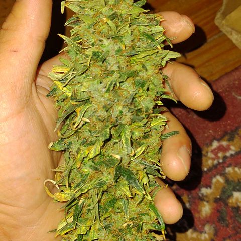 Genética desconocida growlog timeline photo