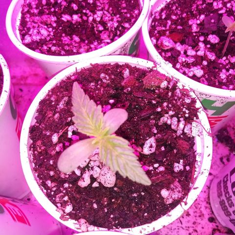Unknown strain #3 growlog timeline photo