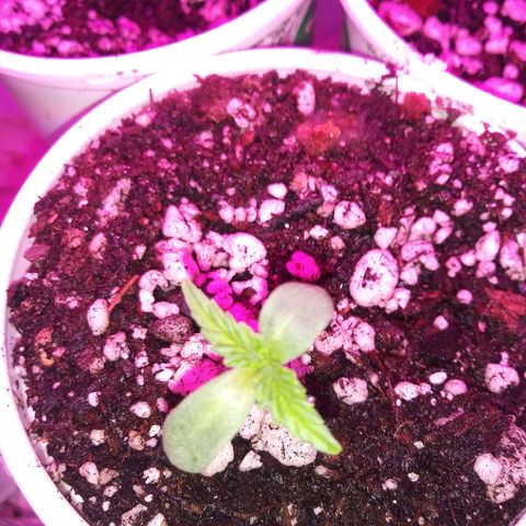 Unknown strain #3 growlog timeline photo