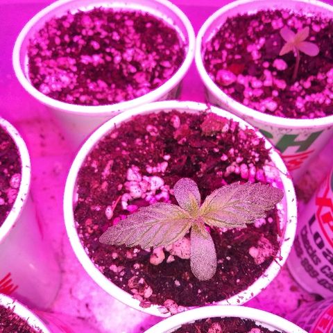 Unknown strain #3 growlog timeline photo
