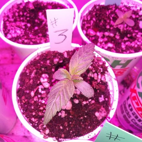 Unknown strain #3 growlog timeline photo
