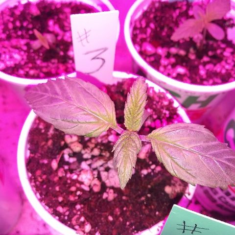 Unknown strain #3 growlog timeline photo