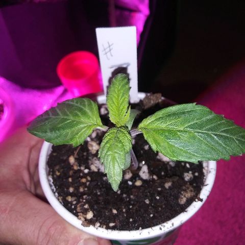 Unknown strain #3 growlog timeline photo