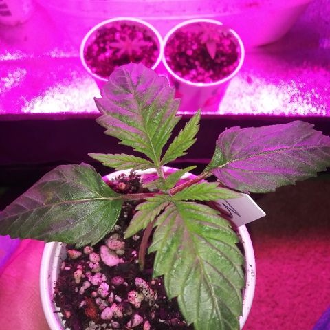 Unknown strain #3 growlog timeline photo