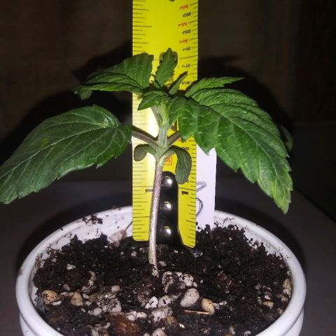 Unknown strain #3 growlog timeline photo