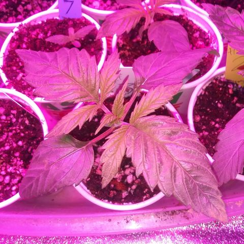 Unknown strain #3 growlog timeline photo