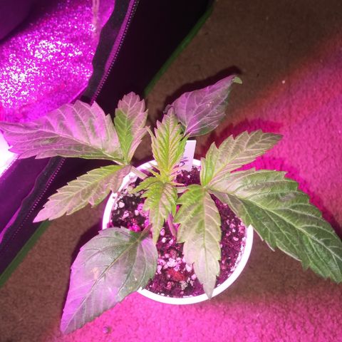 Unknown strain #3 growlog timeline photo