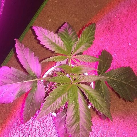 Unknown strain #3 growlog timeline photo