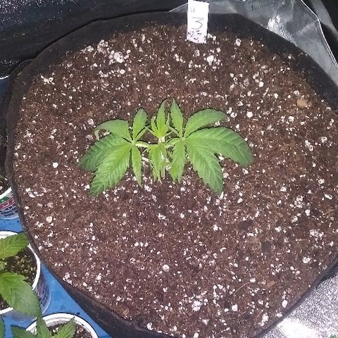 Unknown strain #3 growlog timeline photo