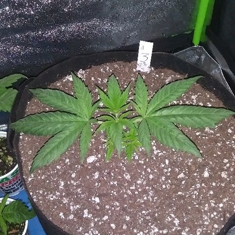 Unknown strain #3 growlog timeline photo