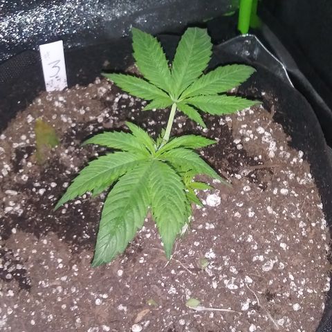 Unknown strain #3 growlog timeline photo