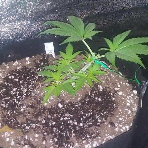 Unknown strain #3 growlog timeline photo