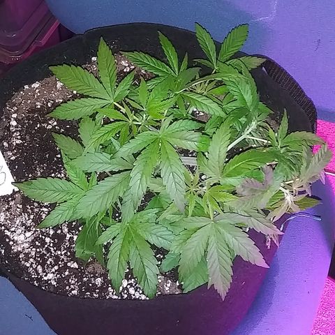 Unknown strain #3 growlog timeline photo