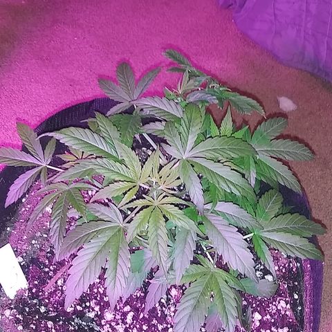 Unknown strain #3 growlog timeline photo