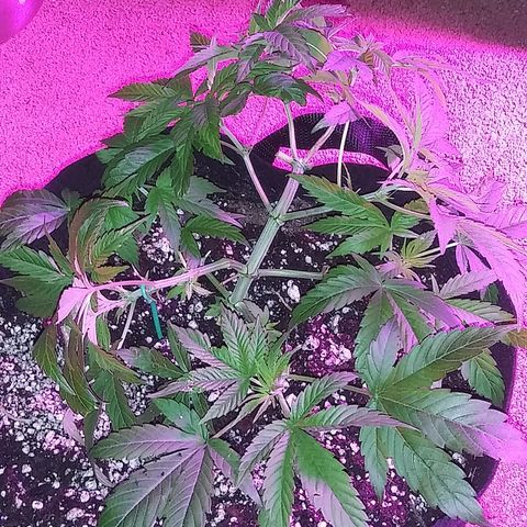 Unknown strain #3 growlog timeline photo