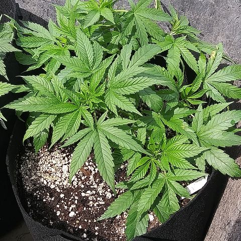 Unknown strain #3 growlog timeline photo