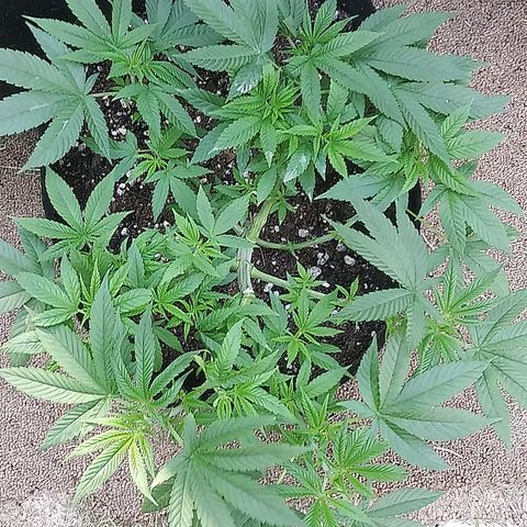 Unknown strain #3 growlog timeline photo