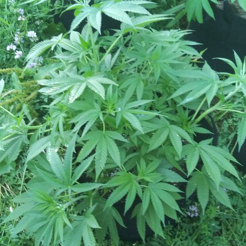 Unknown strain #3 growlog timeline photo