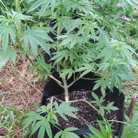 Unknown strain #3 growlog timeline photo