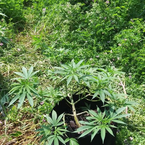 Unknown strain #3 growlog timeline photo