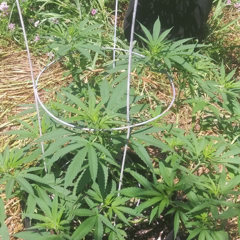 Unknown strain #3 growlog timeline photo
