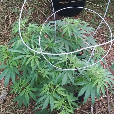 Unknown strain #3 growlog timeline photo