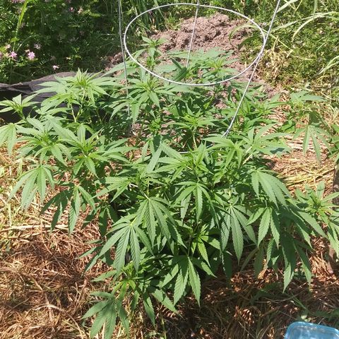 Unknown strain #3 growlog timeline photo