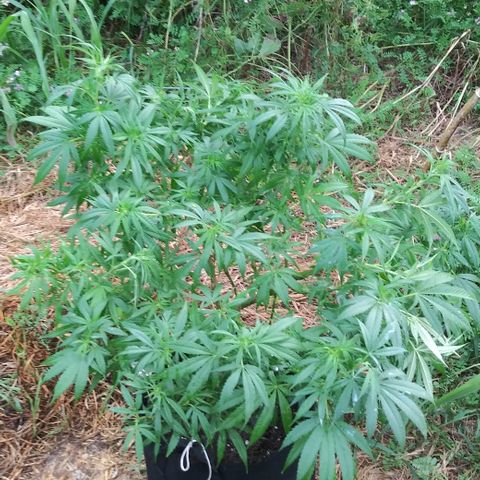 Unknown strain #3 growlog timeline photo