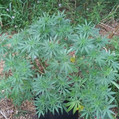 Unknown strain #3 growlog timeline photo