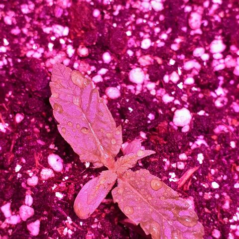 L.S.D. growlog timeline photo