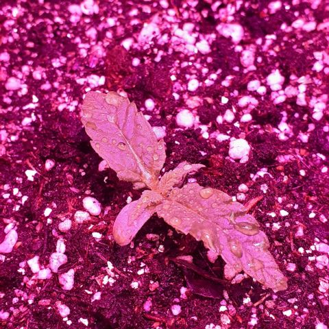 L.S.D. growlog timeline photo
