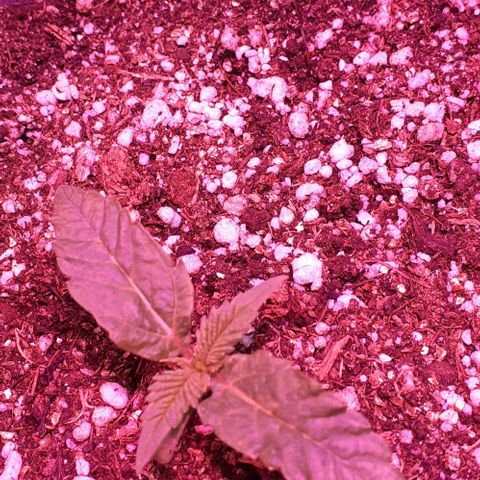 L.S.D. growlog timeline photo