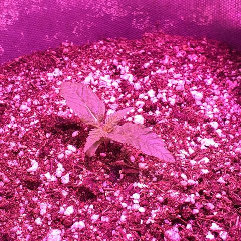 L.S.D. growlog timeline photo