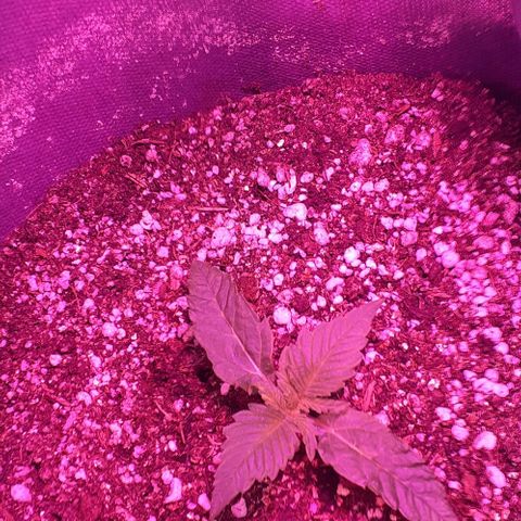 L.S.D. growlog timeline photo