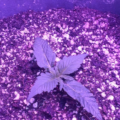 L.S.D. growlog timeline photo