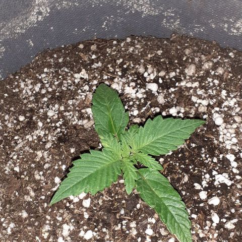 L.S.D. growlog timeline photo