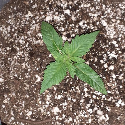 L.S.D. growlog timeline photo