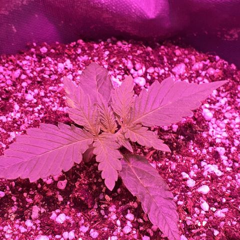 L.S.D. growlog timeline photo