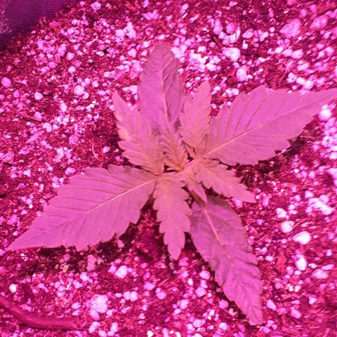L.S.D. growlog timeline photo