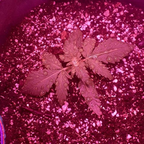 L.S.D. growlog timeline photo