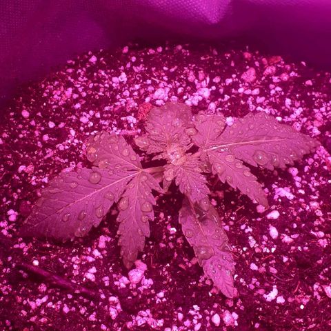 L.S.D. growlog timeline photo
